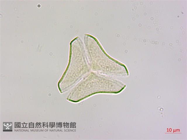 大葉桑寄生藏品圖，第1張