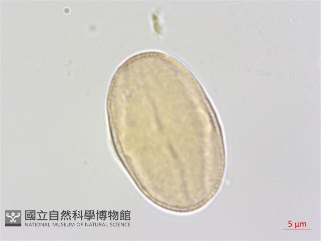 翼莖水芹菜藏品圖，第1張