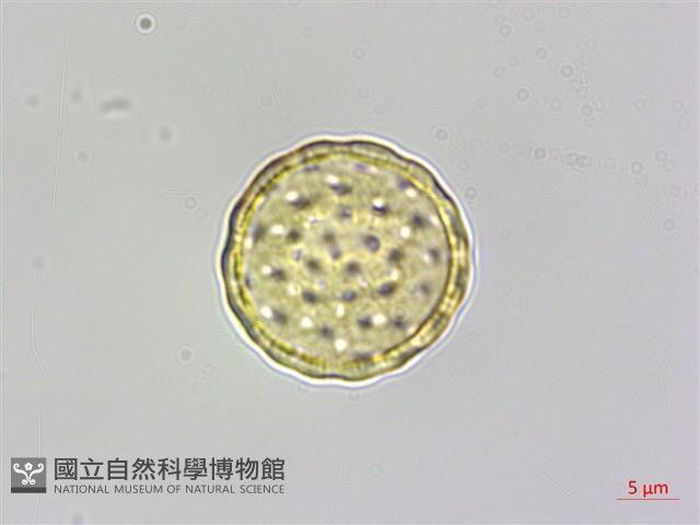 臭杏、土荊芥藏品圖，第2張