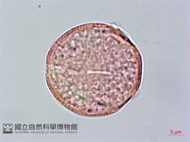 登錄號:S096318藏品圖，第1張