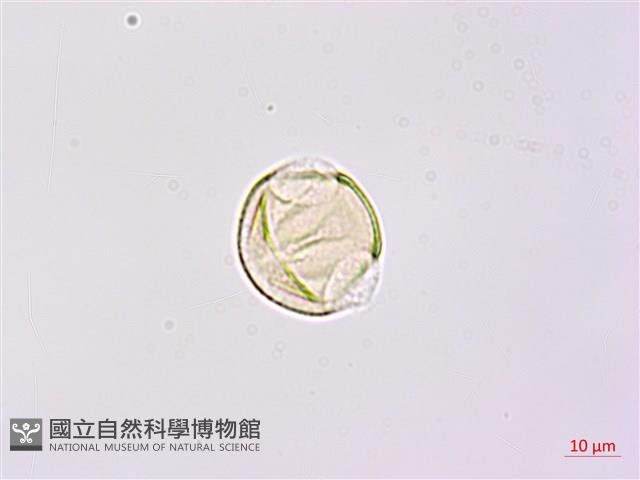 臺灣灰毛豆藏品圖，第2張