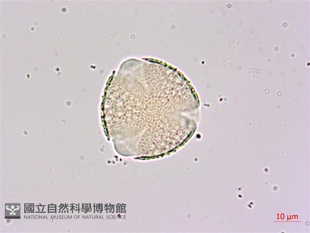 臺灣常春藤藏品圖，第2張