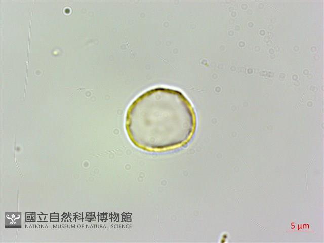 珠芽桑葉麻藏品圖，第1張