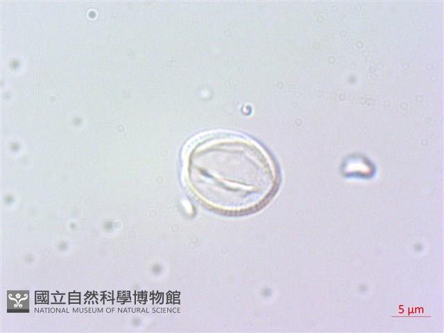 野甘草、甜珠子草藏品圖，第1張