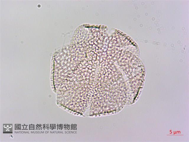 黃花鼠尾草藏品圖，第1張