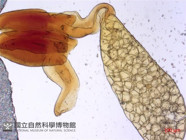 尖尾鳳、馬利筋藏品圖，第2張