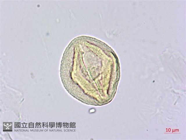 柳葉山茶藏品圖，第2張