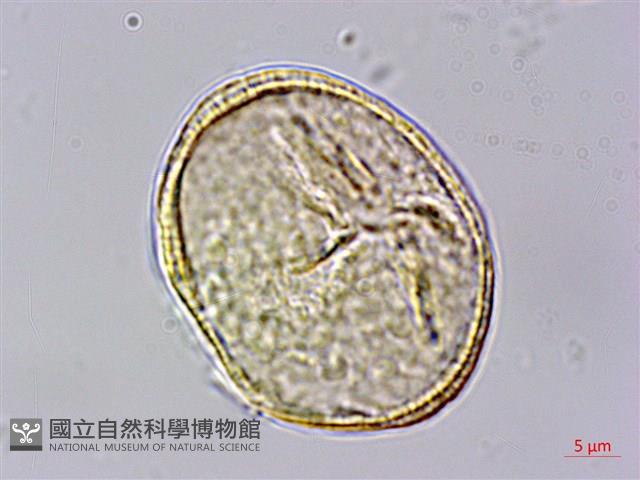 光葉薔薇藏品圖，第1張