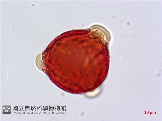 瓊崖海棠、胡桐藏品圖，第1張