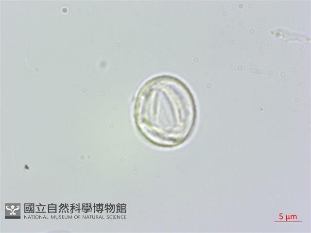 長葉苧麻藏品圖，第1張