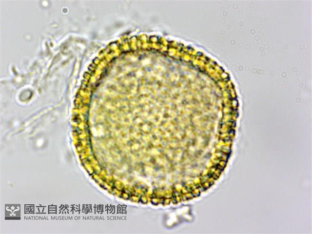 白樹仔藏品圖，第1張