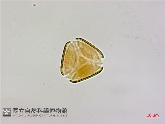 椆樹桑寄生, 大葉榿寄生藏品圖，第1張