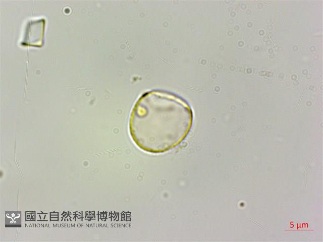 華中艾麻藏品圖，第1張