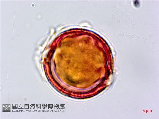 假鐵莧藏品圖，第2張