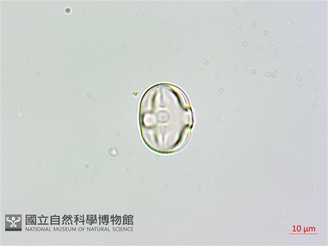 草木樨藏品圖，第1張