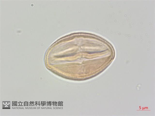 登錄號:S137958藏品圖，第1張