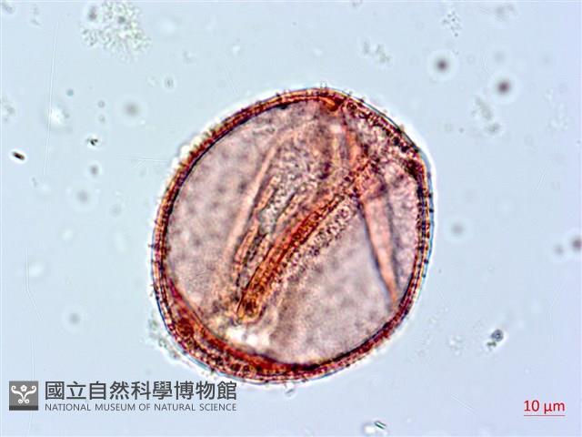阿里山忍冬、漸尖葉忍冬藏品圖，第1張