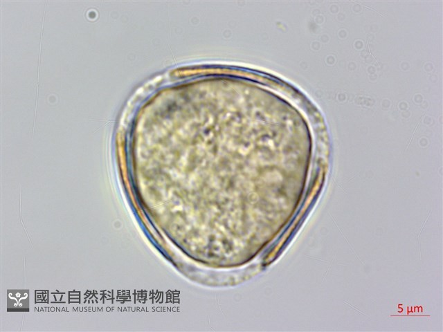 小木通藏品圖，第1張