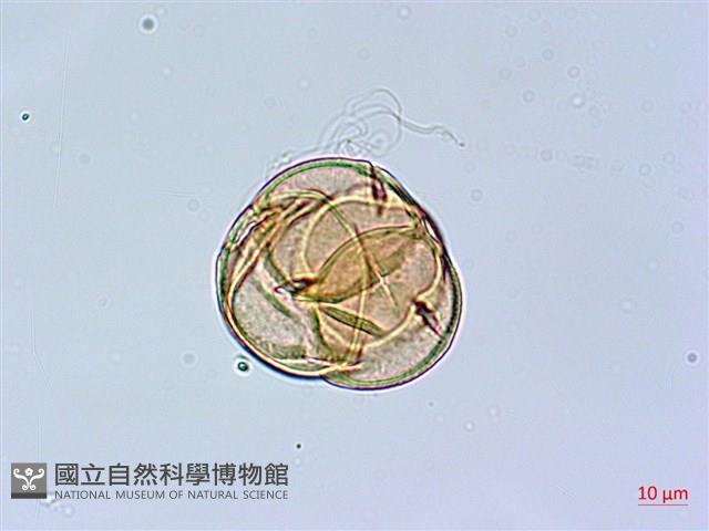 細葉杜鵑、南湖杜鵑、志佳陽杜鵑藏品圖，第2張