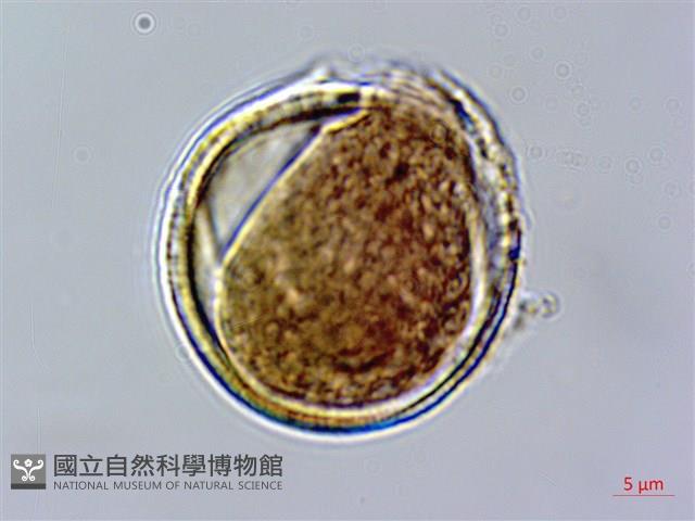 赤楊葉藏品圖，第1張