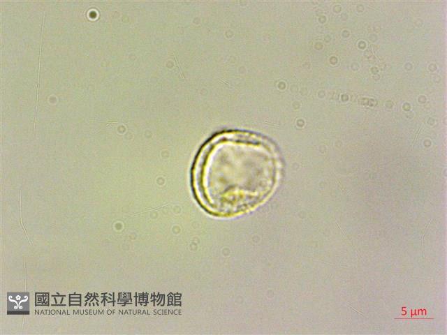 水麻藏品圖，第1張