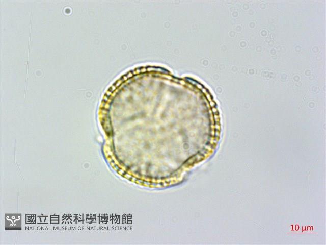 小葉木犀, 厚邊木犀藏品圖，第1張