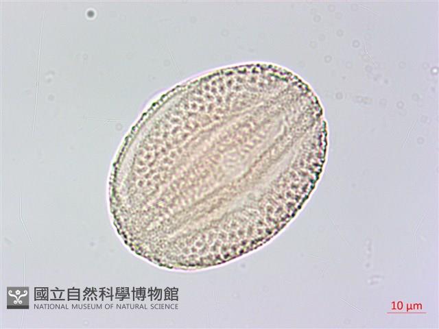 六角英, 槍刀菜藏品圖，第2張