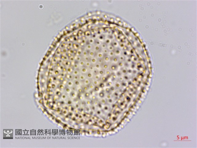 大香葉樹藏品圖，第1張