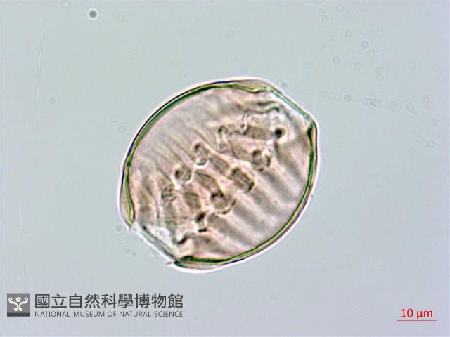 長毛遠志藏品圖，第1張