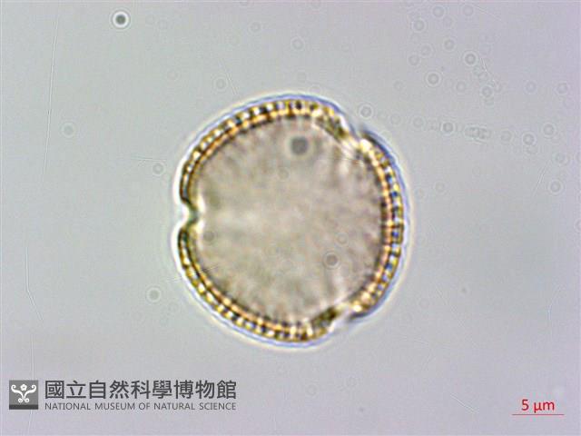 大葉木犀藏品圖，第2張