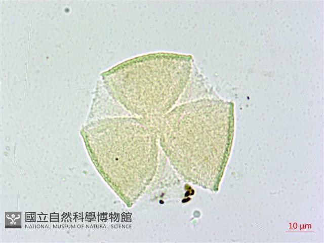 米碎柃木藏品圖，第1張