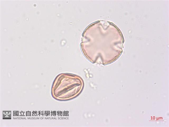 煙草藏品圖，第1張