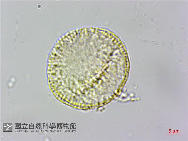 串鼻龍藏品圖，第2張