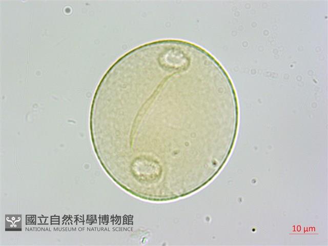 登錄號:S109598藏品圖，第2張