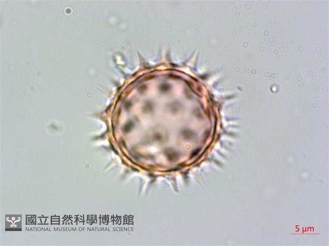 小白花鬼針藏品圖，第1張