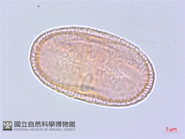 牛防風藏品圖，第1張