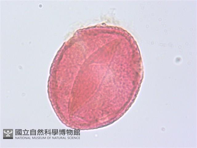 草梧桐藏品圖，第1張