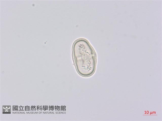 峨參藏品圖，第1張