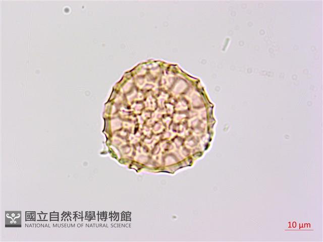 小豇豆藏品圖，第1張