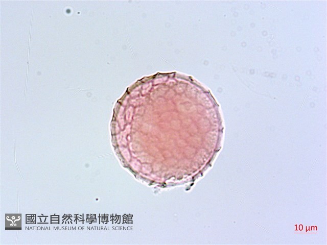 小葉豇豆藏品圖，第1張