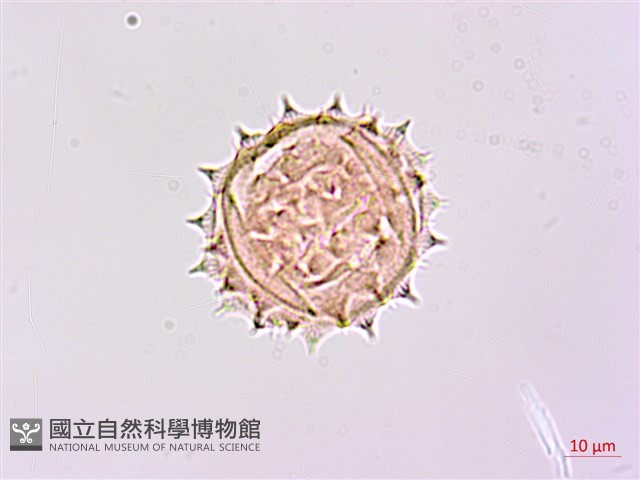 山菊藏品圖，第1張