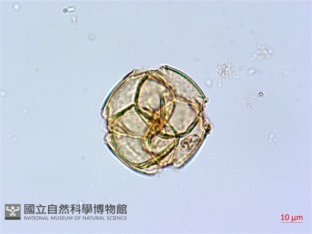 凹葉越橘藏品圖，第1張