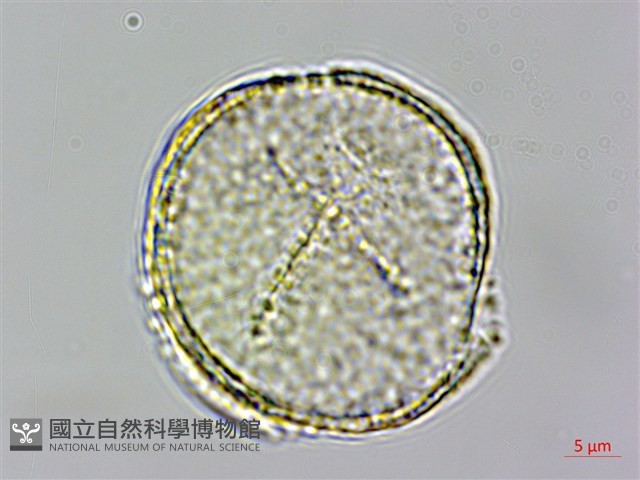 鹿場毛茛藏品圖，第1張