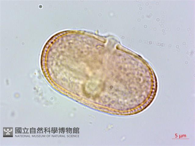 玉山彎柱芎藏品圖，第1張