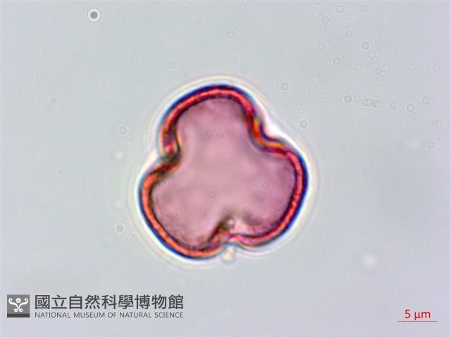 青剛櫟、鐵椆藏品圖，第2張