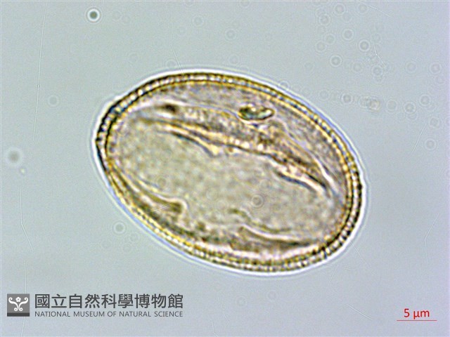厚葉龍膽藏品圖，第1張