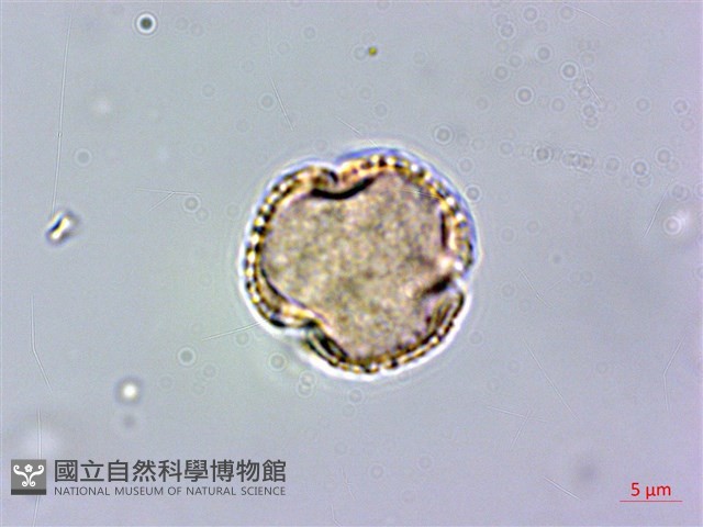 假三腳虌藏品圖，第2張