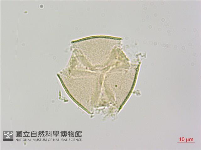烏皮九芎、奮起湖野茉莉藏品圖，第1張