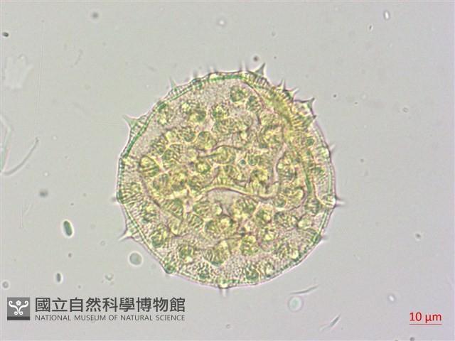 冬葵子藏品圖，第1張