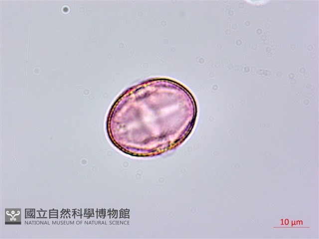 異葉珍珠菜藏品圖，第1張